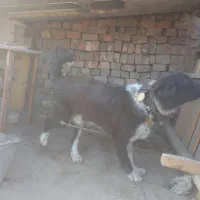 سگ نگهبان وفادار قدرجونی|سگ|قنوات, |دیوار