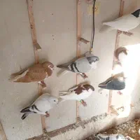 کبوتر هوای ساده|پرنده|چناران, |دیوار