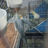 عروس هلندی لوتینو|پرنده|قم, قم نو|دیوار