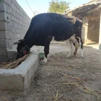 فروش گاو ماده