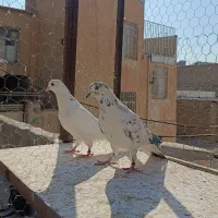 یک جفت کفتر پرشی|پرنده|کرج, کلاک نو|دیوار