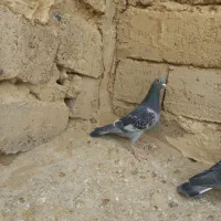 جفت نروماده