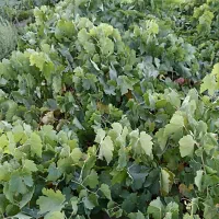 نهال انگور بیدانه سفید|خدمات باغبانی و درختکاری|خرمدشت, |دیوار