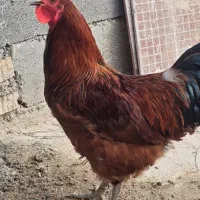 خروس