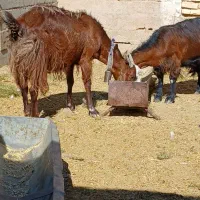 به نام خدا|حیوانات مزرعه|داراب, |دیوار