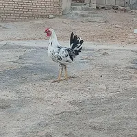 جوجه خروس|حیوانات مزرعه|باغ ملک, |دیوار