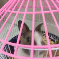 معاوضه خرگوش مینیاتوری تپل وناز یا تخفیف نقدی