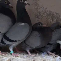 سبز و سار جفتگاه ذات دار