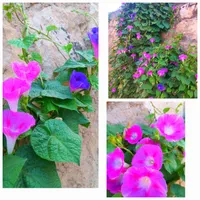 نیم کیلو بذر گل پیچک نیلوفر و بذر گل ختمی|گل و گیاه طبیعی|تهران, نجات اللهی|دیوار