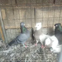 تهرونی گردن طوقی وآبادانی