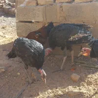 بقلمون