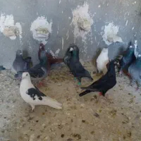 دسته ۳۰تای پلاکی|پرنده|شیراز, کفترک|دیوار