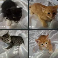 فروش بچه گربه نژاد دی اس اچ