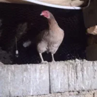 بوقلمون ومرغ وخروس