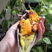 طوطی خورشیدی|پرنده|اصفهان, کشاورزی|دیوار