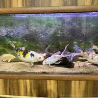 فروش ماهیهای کوی|ماهی|رشت, سیا اسطلخ|دیوار