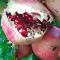 فروش انار خطی ترکیده و میدانی|خوردنی و آشامیدنی|بختگان, |دیوار