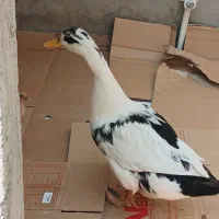 اردک بالغ تخم گذار