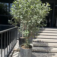 گیاه فتونیا(سه رنگ)
