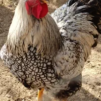 خروس ویاندوت|حیوانات مزرعه|کرج, حیدرآباد|دیوار