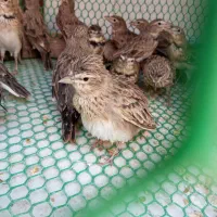 سهرهخاکیفروشومعاوضه|پرنده|میبد, |دیوار