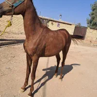 شوشتر شعبیه