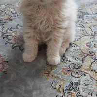 واگذاری رایگان پرشین اسکاتیش