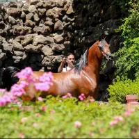 اسب عرب|اسب و تجهیزات اسب‌سواری|کرج, فاز ۴ مهرشهر|دیوار