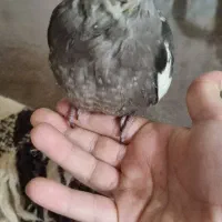 عروس هلندی  دستی ورقاص