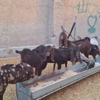 ۵ راس بز پاکستانی کاموری افغانی ژن دار آبستن