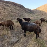 قوچ افشاری