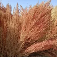 جارو شهرداری خشک|لوازم نظافت|پیر بکران, |دیوار