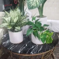 گل آپارتمان همه باهم فوری