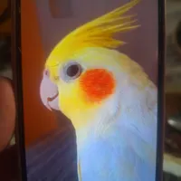 عروس هلندی گمشده