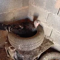 بقلمون کرچ۳۲۰۰ تومان