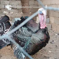 بوقلمون نر|حیوانات مزرعه|گنبد کاووس, |دیوار