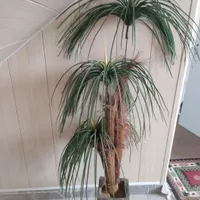 دکوری نخل|گل مصنوعی|گنبد کاووس, |دیوار