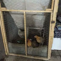 مرغ تخم گذار باجوجه سه ماهه
