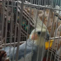 عروس هلندی