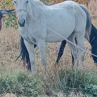 مادیون شی دانگ