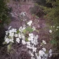 نیازمند کارگر با خانواده برای زندگی در روستا