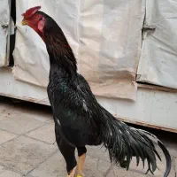 خروس لاری اوشامو|حیوانات مزرعه|چهاردانگه (تهران), |دیوار