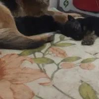 سگ ژرمن با اصالت