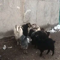 بز ننه بالاجوان|حیوانات مزرعه|اردبیل, |دیوار