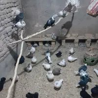 فروش کبوتر