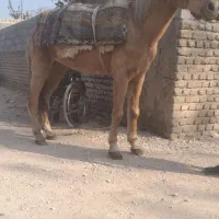 ۳ عدد اسب یرقه