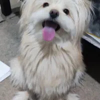 پامر خرسی میکس شیتزو|سگ|شاهینشهر, شهرک میلاد|دیوار