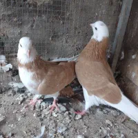 کبوترتهرانی|پرنده|خسروشاه, |دیوار