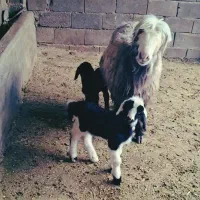 فروش فوری میش زاییده و آبستن