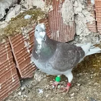 پلنگی سرخ|پرنده|گرمخان, |دیوار